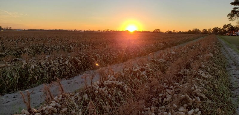Sunset over Peanut Field