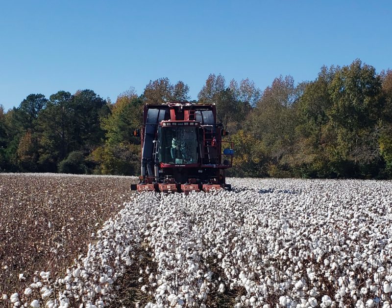 2023 Cotton Harvest