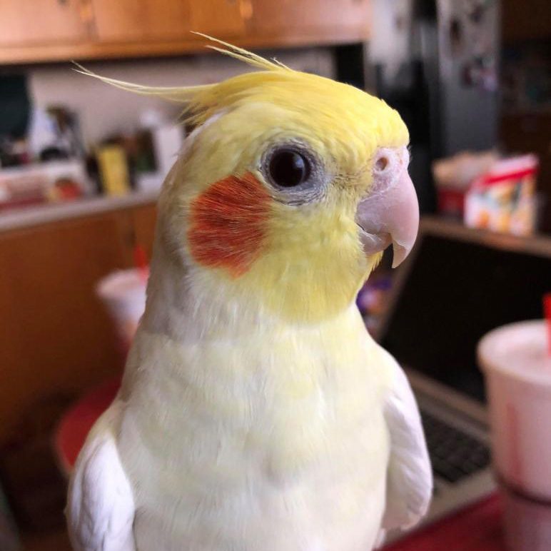 Mr. Peepers, Catherine Freed's bird