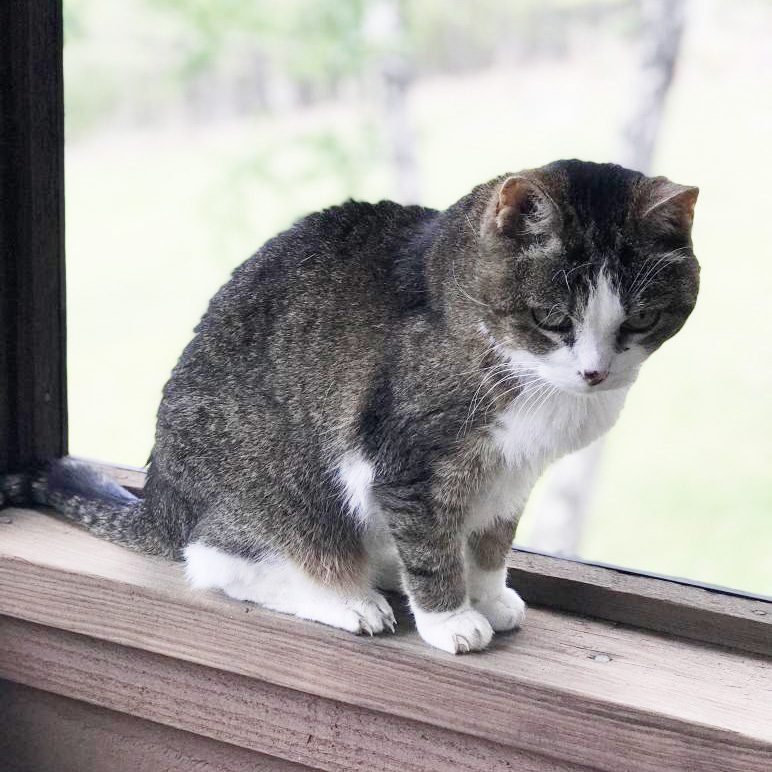Safarie, Chloe Lahondere's cat