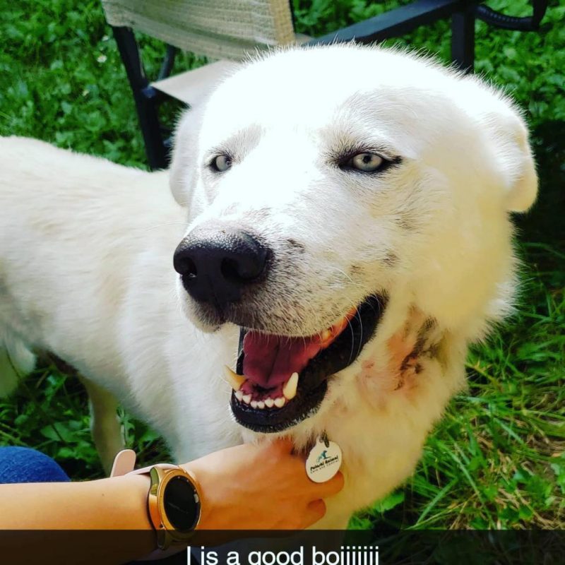 Rocky, Joanna Reinhold's dog