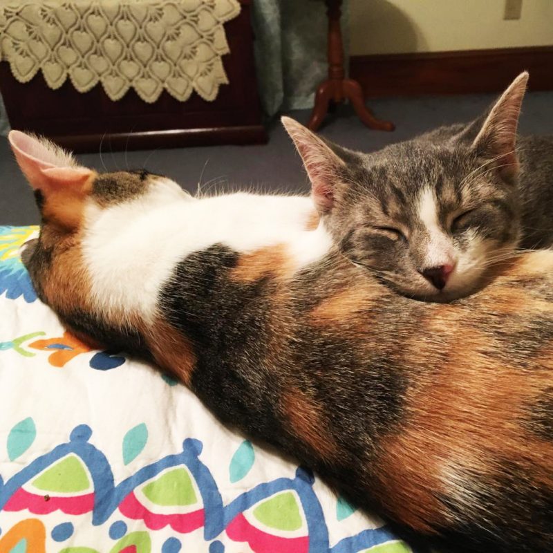 Petunia and Starbucks, Dr. Sasha Marine's cats