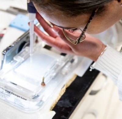 A Virginia Tech biochemistry undergraduate student leans towards a lab bench closely to accurately pipette a solution into wells.
