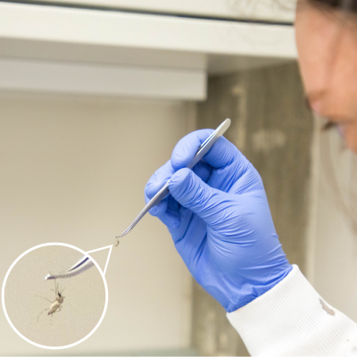 Student observing a sample with forceps in a lab 