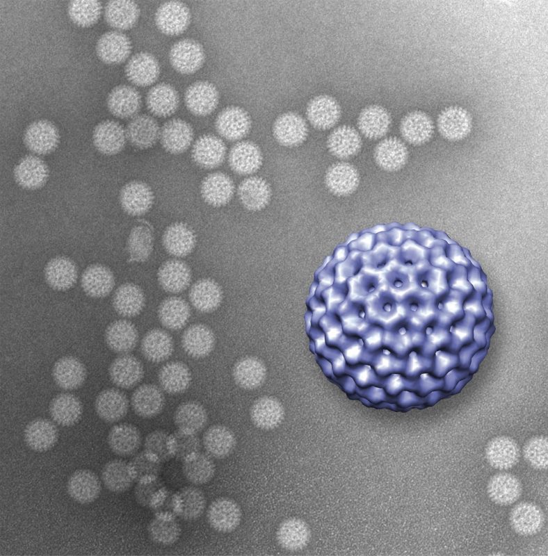 Rotavirus Closeup