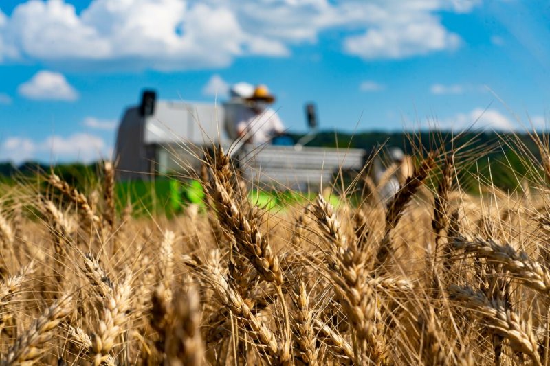 Virginia Tech is a powerhouse for new wheat variety development with nearly 100 barley and wheat varieties now grown in several states due to a long-standing history of disclosures and inventions led by faculty in the College of College Agriculture and Life Sciences, including now retired faculty member Carl Griffey. Today, Assistant Professor Nicholas Santantonio carries on that legacy, leading the small grains breeding program at Virginia Tech. The purpose is to breed better, more sustainable varieties of wheat and barley. Photo by Lee Friesland for Virginia Tech.