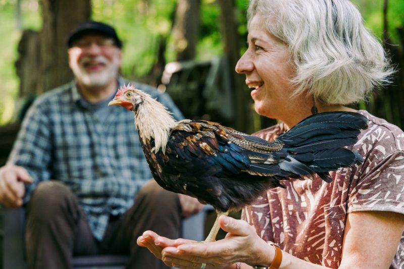Monika Gibson holds out her hands as pet chicken Peep stands on them; her husband Mark laughs in the background.