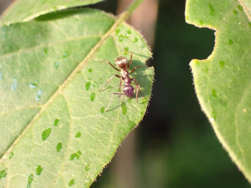 Ant foraging for spotted lanternfly honeydew