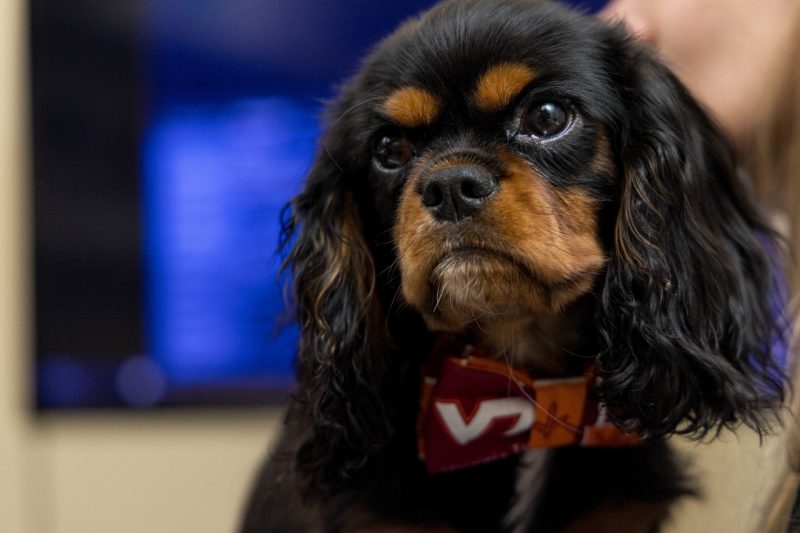 A cavalier King Charles spaniel wearing a Virginia Tech bowtie.