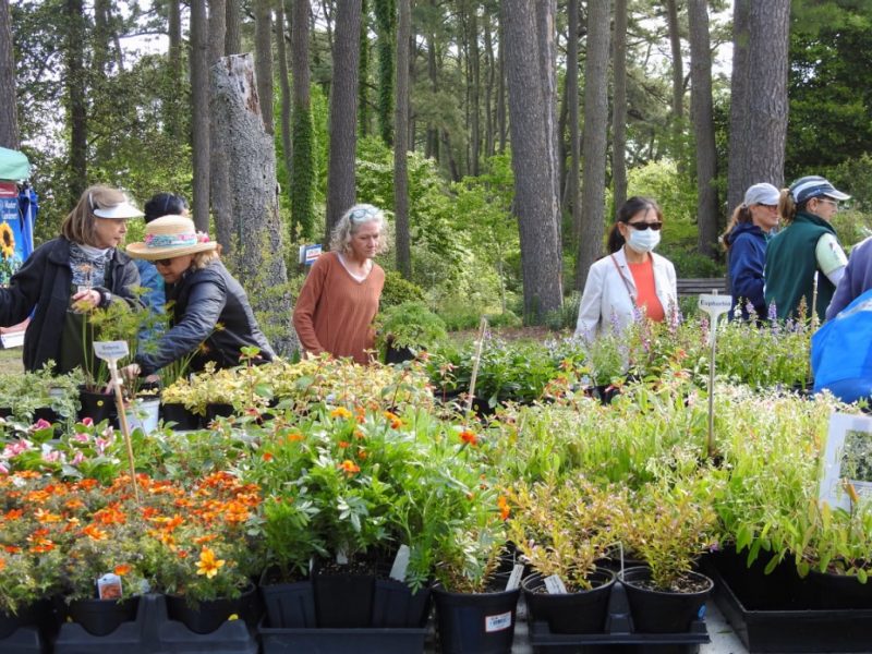 People stand behind rows of green plants in black pots