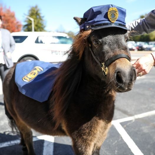 Ringo the Patrol Pony