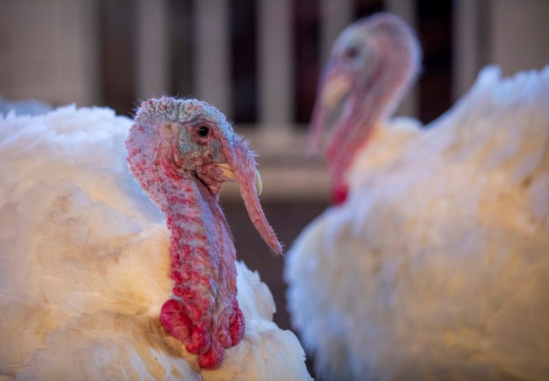 Turkeys 