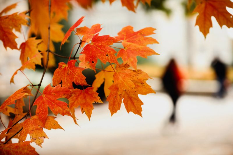 Fall leaves on campus