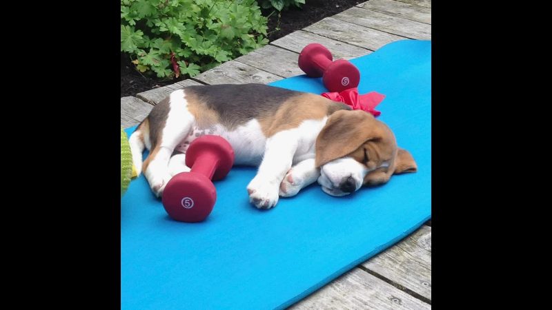 Dog sleeping