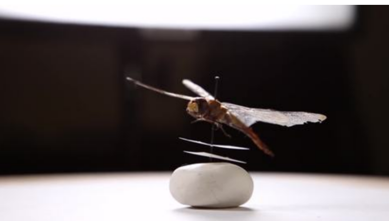 insect