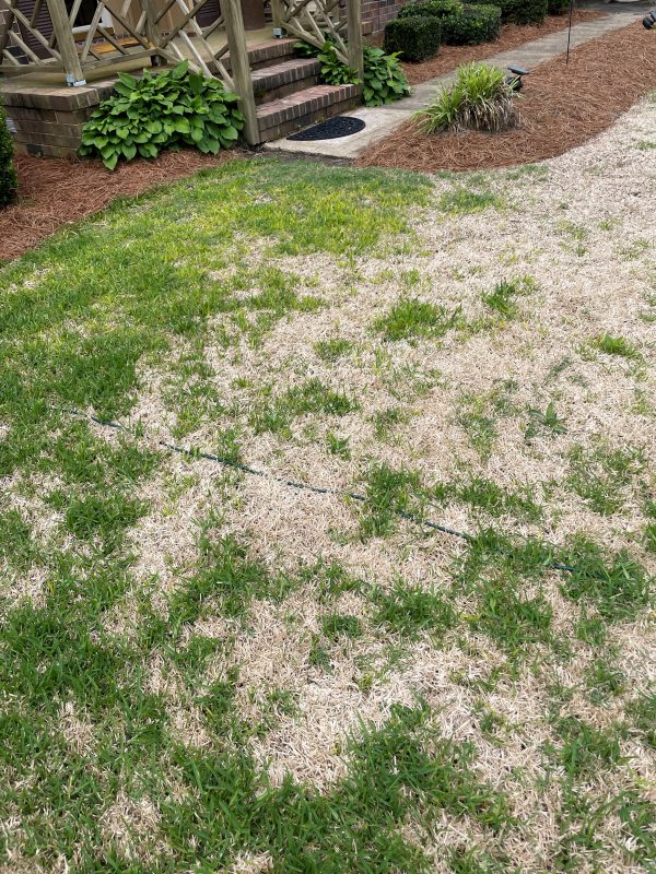 St. Augustinegrass winter injury